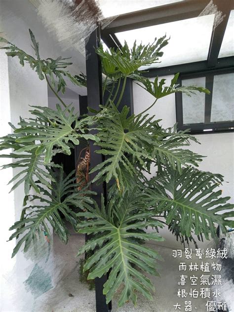 羽裂蔓綠絨風水|8款熱門北歐風植物布置介紹(大小價位+照顧方法+室內。